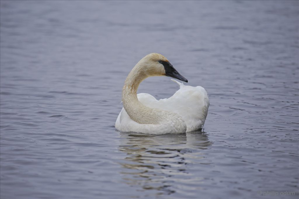 Trumpeter swan by Phil Odum