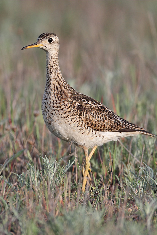 Upland Sandpiper