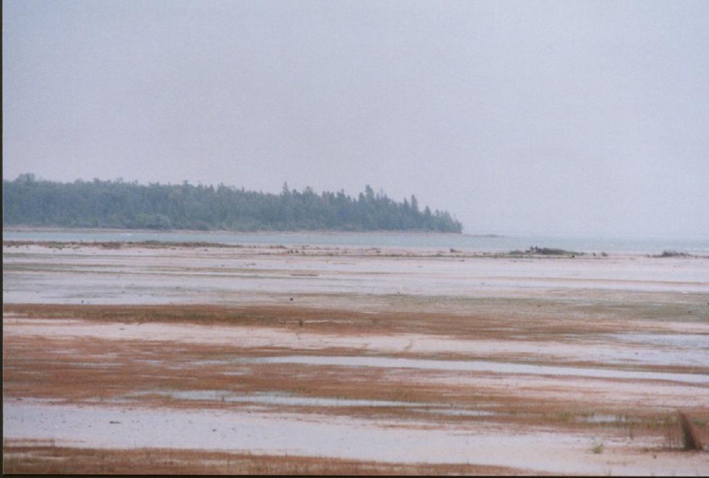 whitefish03.jpg
