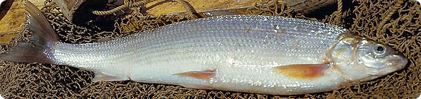 whitefish1_ban.jpg