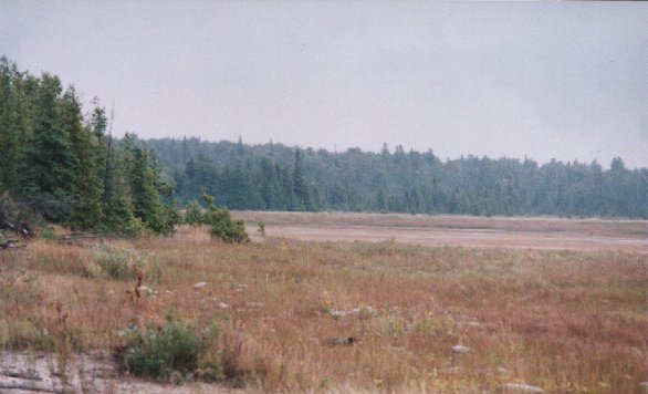 whitefish2.jpg
