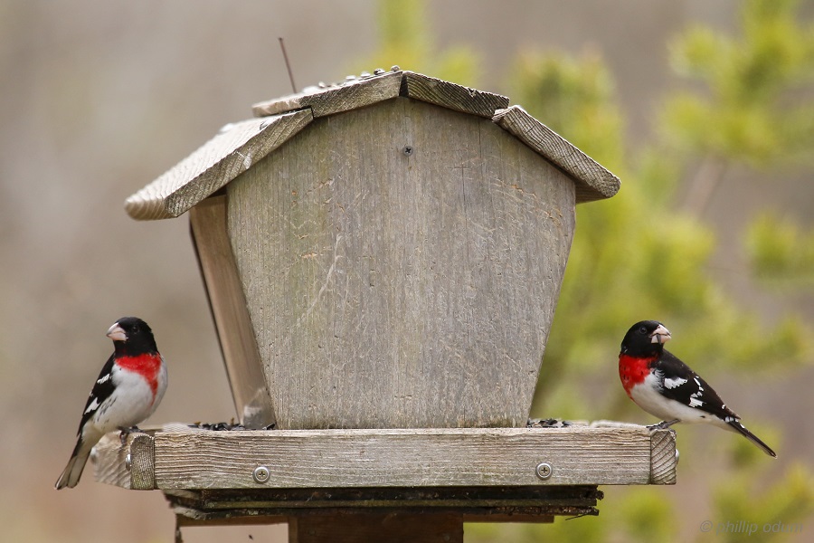 Rose breasted Grosbeaks