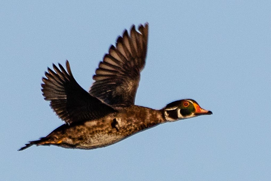 Wood Duck