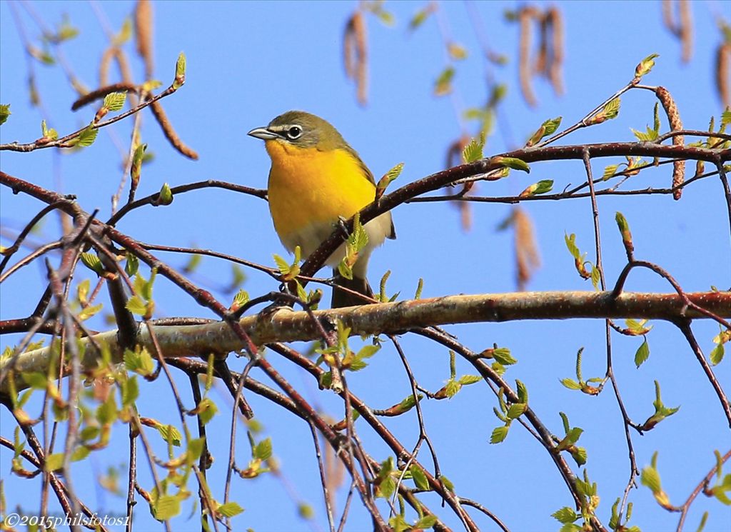 Yellow breasted chat by Phil Odum