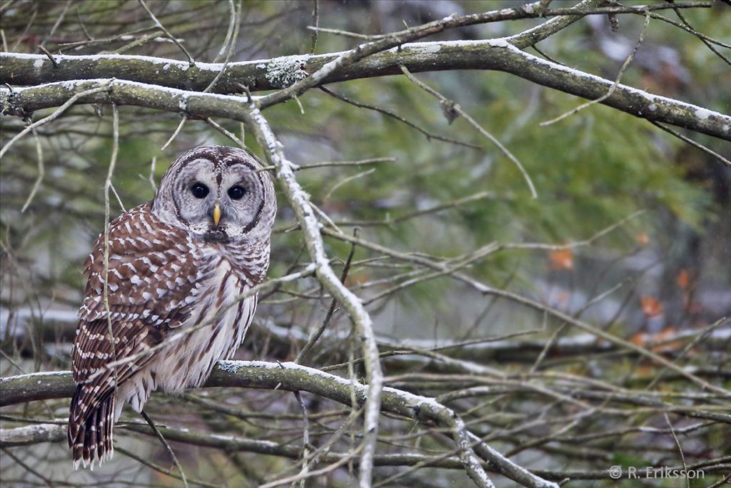 Barred Owl by Roger Eriksson