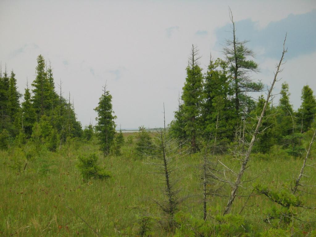 Coastal Fen