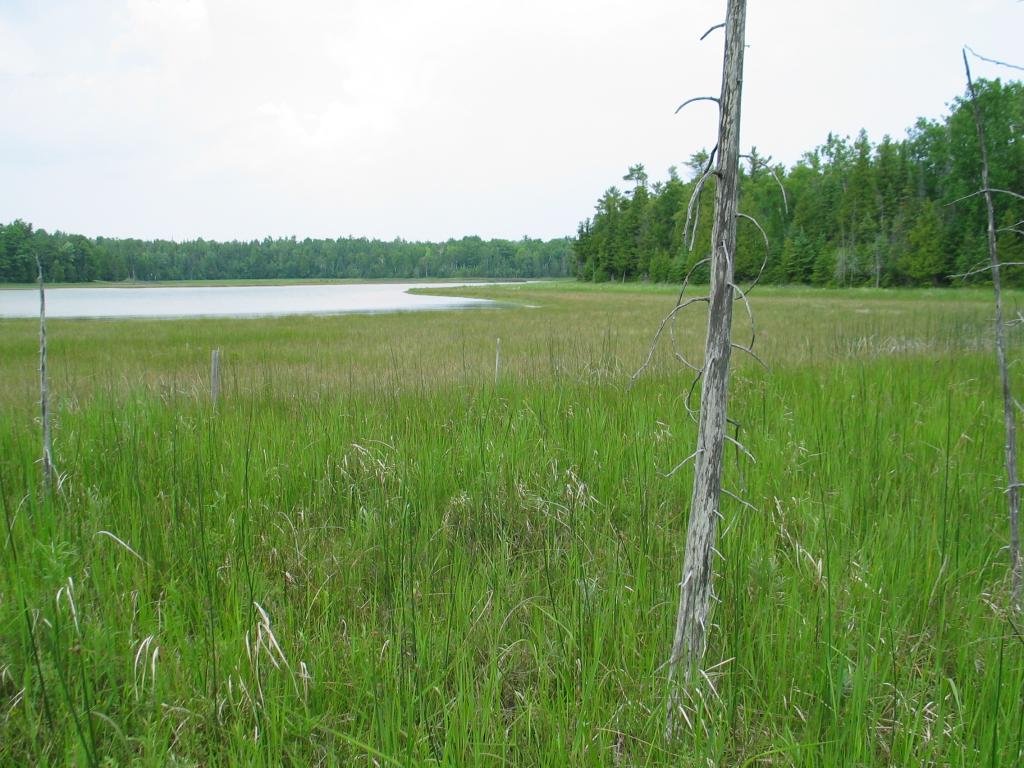 Coastal Marsh