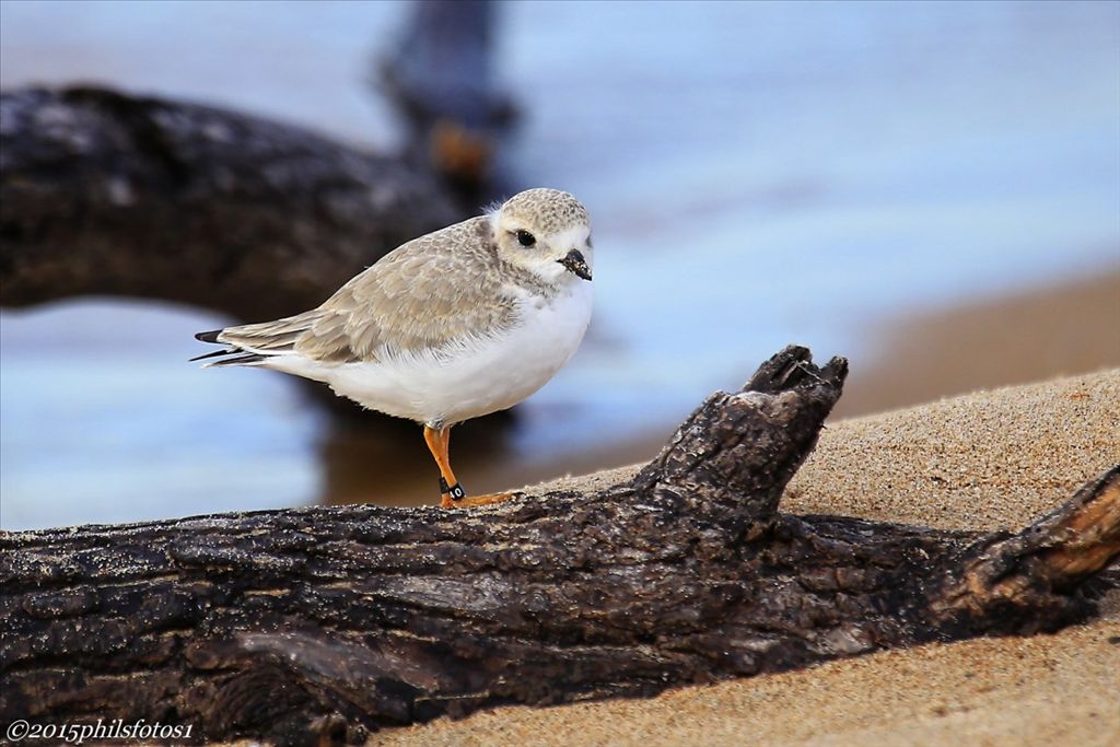 Piping Plover by Phil Odum