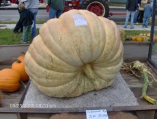 pumpkin.jpg