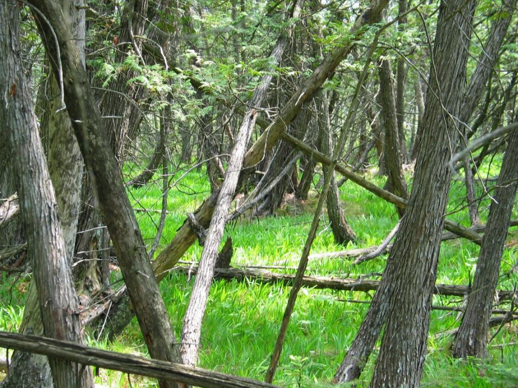 Cedar forest with dwarf lake iris