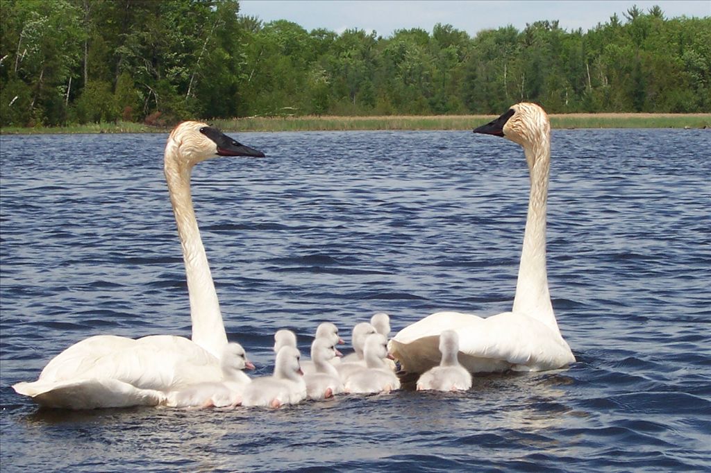 Trumpeter Swans by Peggy Ridgway
